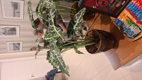 Identificação da planta Alocasia-amazonica ou Cara-de-Burro por foto