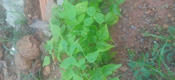 Identificação da planta Feijão por foto
