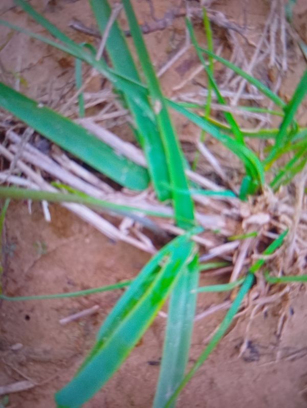 Identificação da planta Nome popular desconhecido por foto
