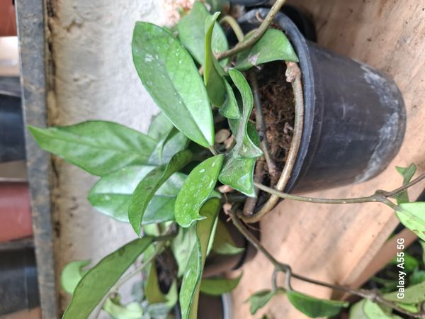 Identificação da planta Flor-de-cera por foto