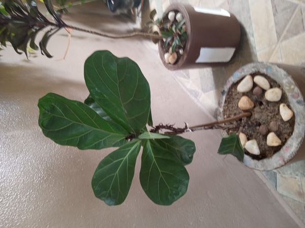 Identificação da planta Figueira-lira por foto