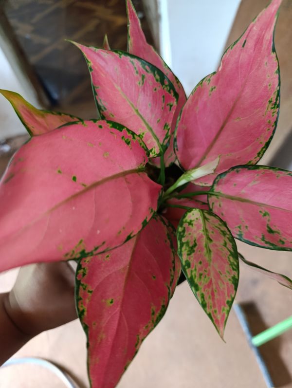 Identificação da planta Café de Salão por foto