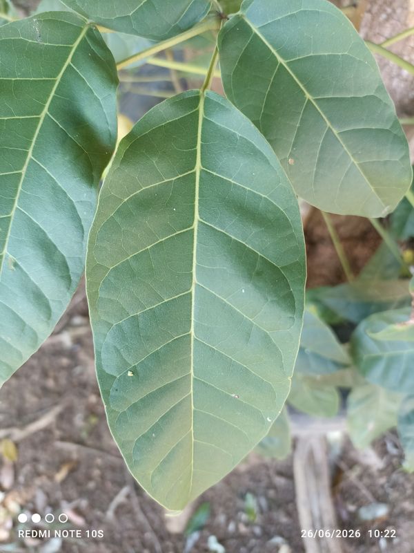 Identificação da planta Ipê Rosa por foto