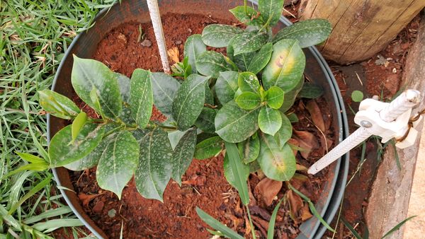 Identificação da planta Dipladênia por foto