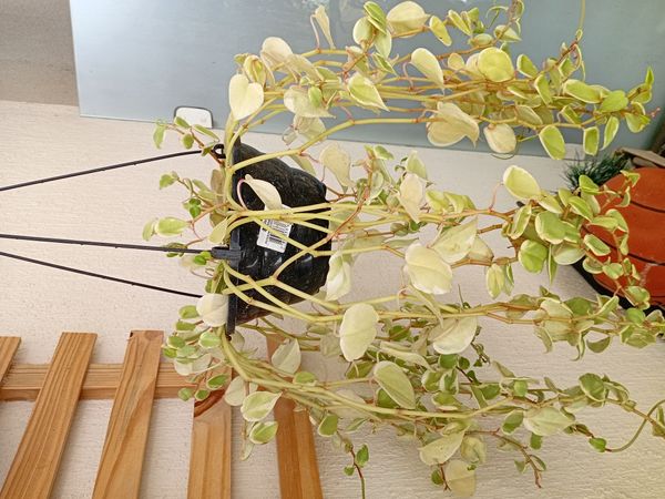 Identificação da planta Oriri por foto
