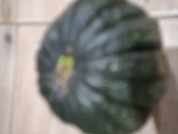 Identificação da planta Abóbora moranga por foto