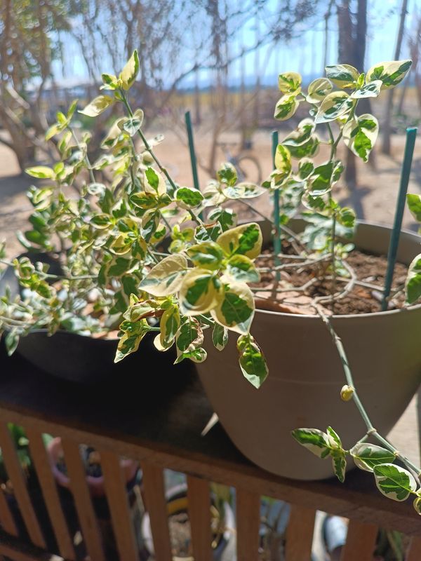 Identificação da planta Evônimo por foto