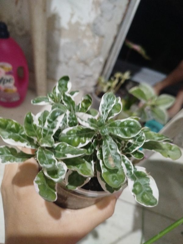 Identificação da planta coprosma por foto