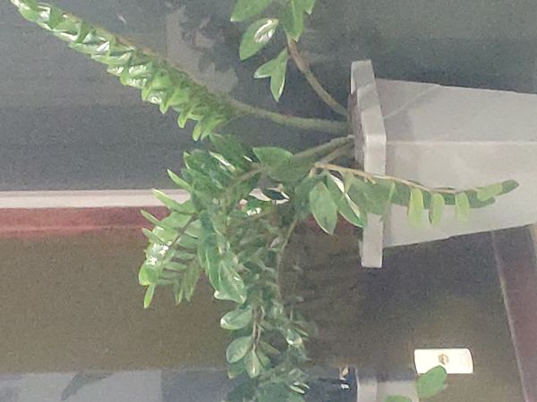 Identificação da planta Zamioculcas por foto