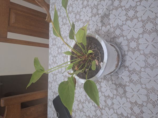Identificação da planta Micro antúrio por foto