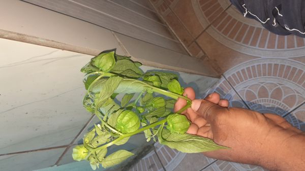 Identificação da planta Camapu por foto