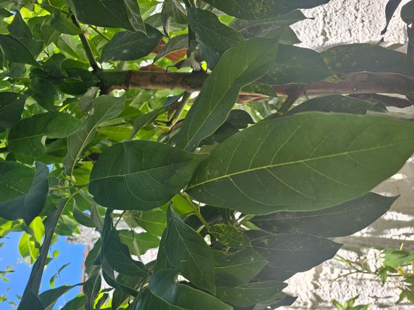 Identificação da planta Abacate por foto