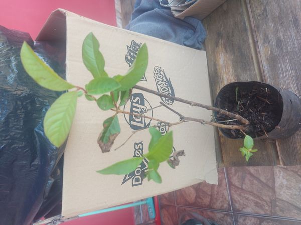Identificação da planta Goiabeira por foto