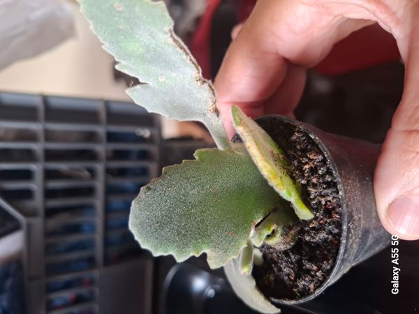 Identificação da planta Colher de pedreiro por foto