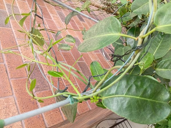 Identificação da planta Jasmim de Madagascar por foto