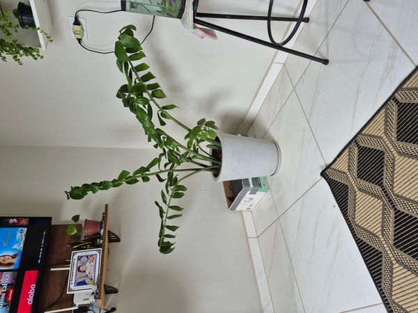 Identificação da planta Zamioculcas por foto