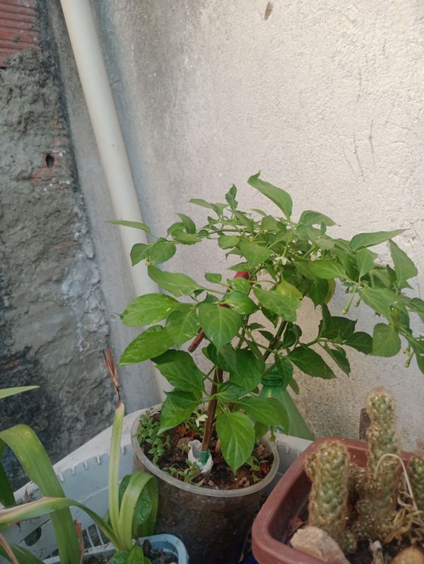 Identificação da planta Pimenta-de-cheiro por foto