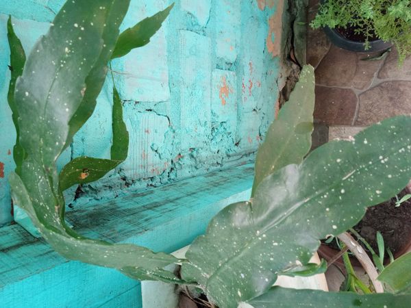 Identificação da planta Dama-da-Noite ou Cacto-Orquídea por foto