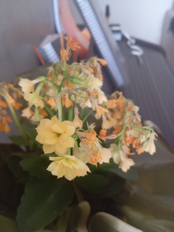 Identificação da planta Flor da fortuna por foto