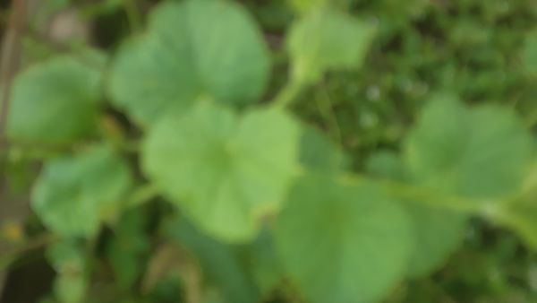 Identificação da planta Melão por foto