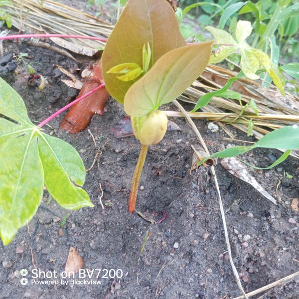 Identificação da planta Feijão-mungo por foto