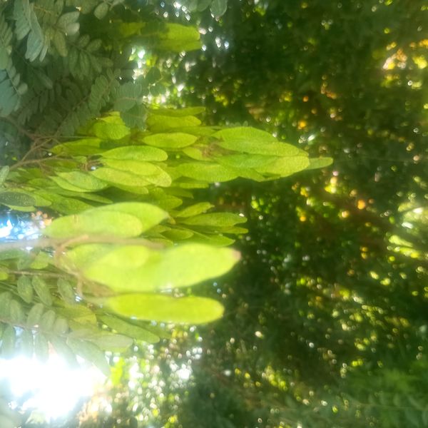 Identificação da planta Jacarandá-do-cerrado por foto