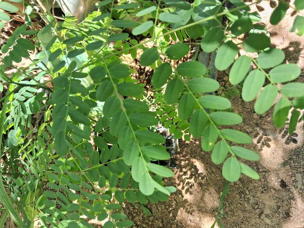 Identificação da planta Carolina por foto