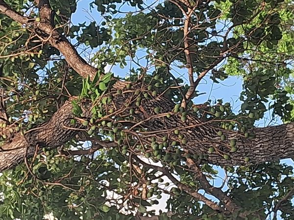 Identificação da planta Cajá-mirim por foto