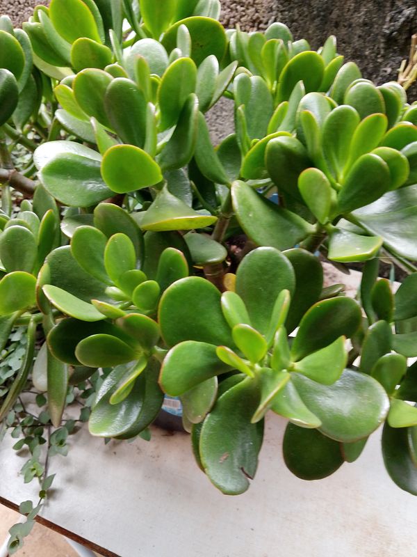 Identificação da planta Planta-jade por foto