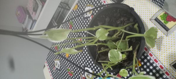 Identificação da planta Oriri por foto