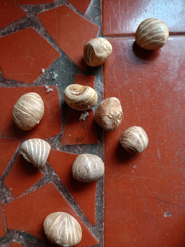 Identificação da planta Orogbo por foto