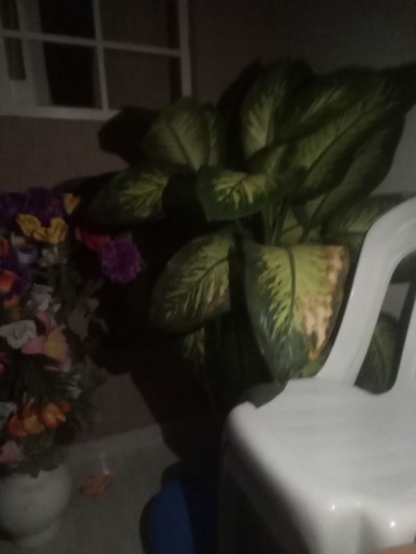 Identificação da planta Comigo-ninguém-pode por foto