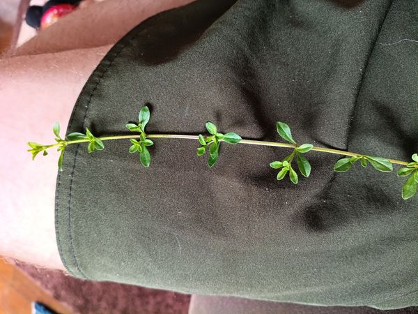Identificação da planta Tomilho-de-campo por foto