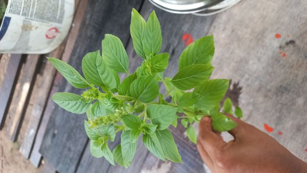 Identificação da planta Manjericão por foto