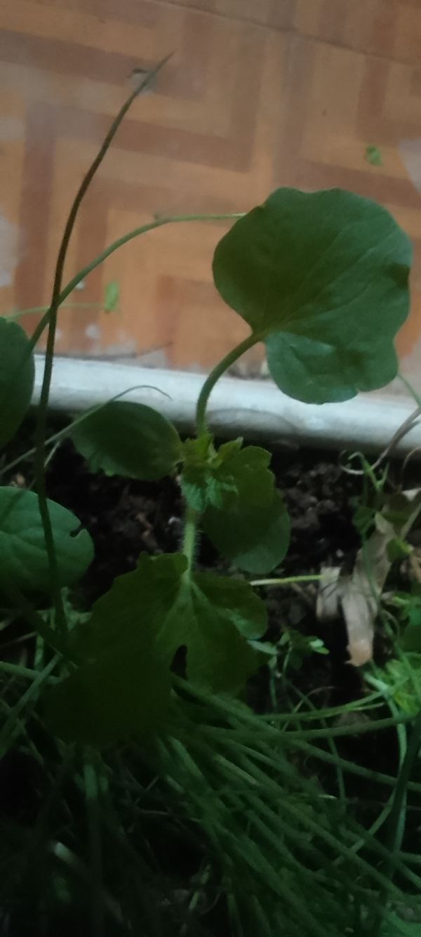 Identificação da planta Botões de ouro por foto