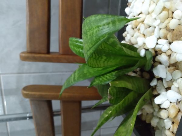 Identificação da planta Espada de São Jorge por foto