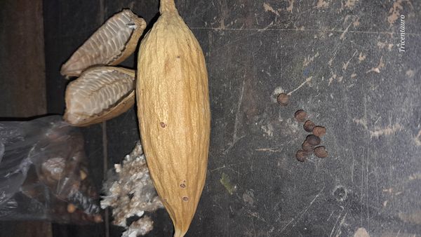 Identificação da planta Samauma por foto