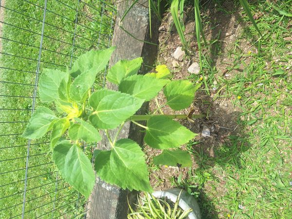 Identificação da planta Girassol por foto