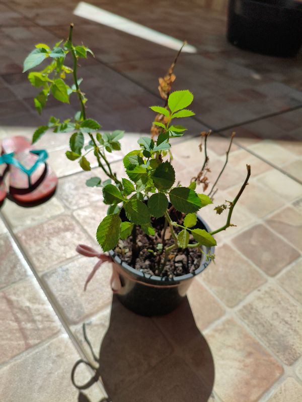 Identificação da planta Rosa Menina por foto