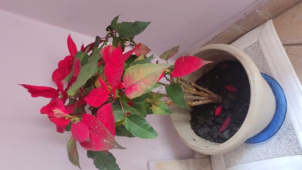Identificação da planta Bico-de-papagaio por foto