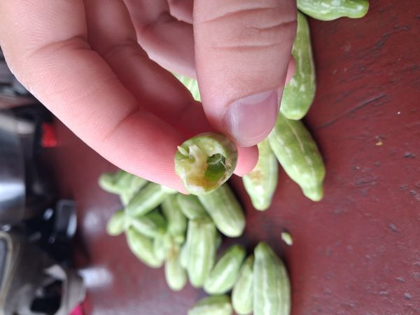 Identificação da planta Tindora por foto