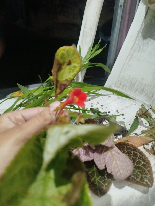 Identificação da planta Peixinho por foto