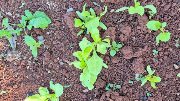 Identificação da planta Espinafre por foto
