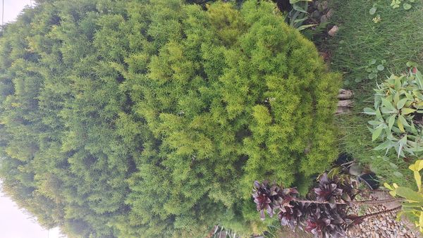 Identificação da planta Eugênia por foto