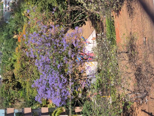Identificação da planta Jacarandá por foto