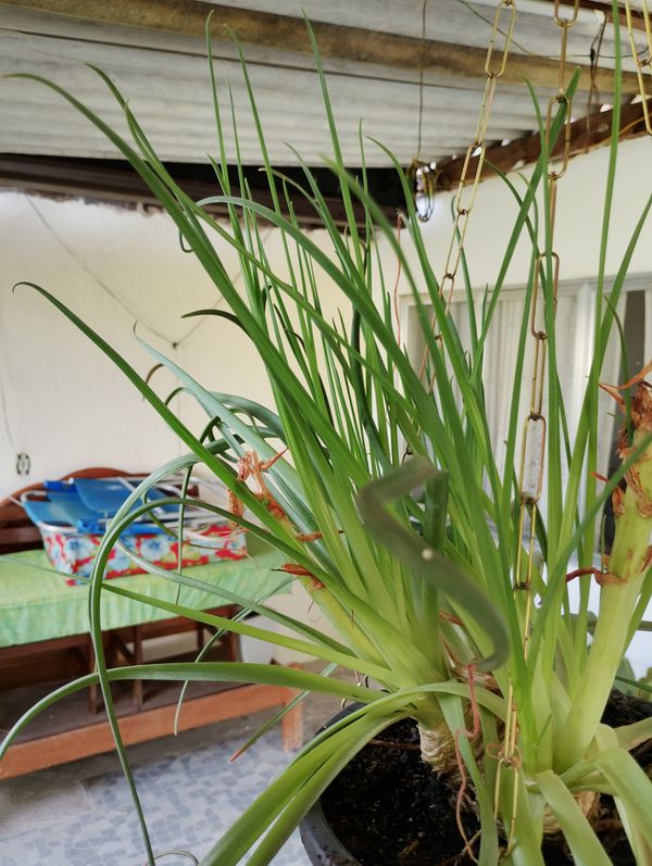Identificação da planta Saca-rolhas por foto