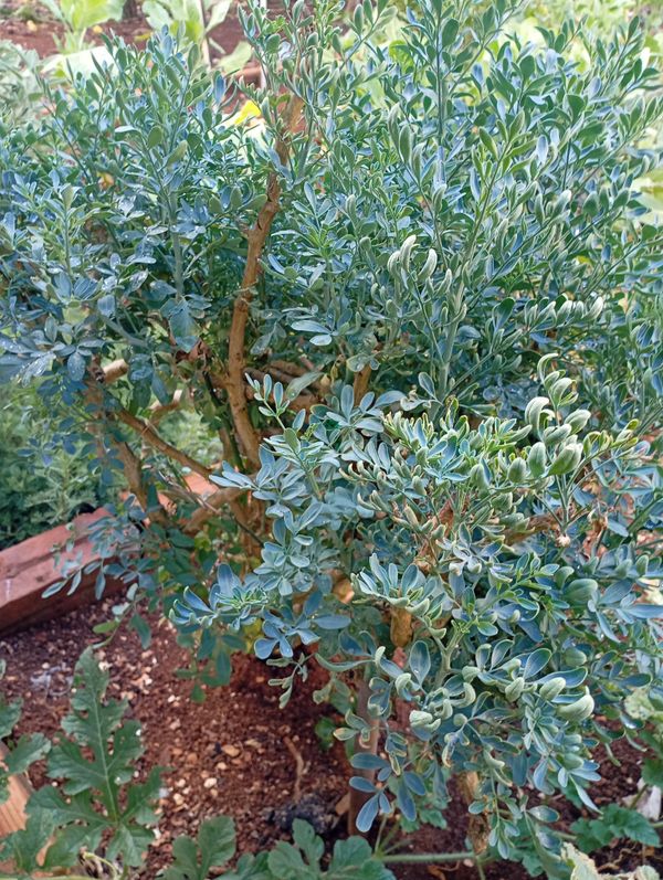 Identificação da planta Arruda por foto