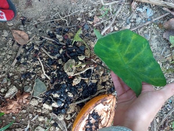 Identificação da planta Taioba por foto