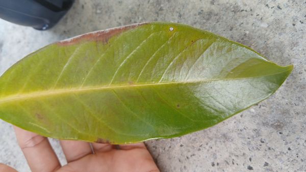 Identificação da planta Jambo por foto