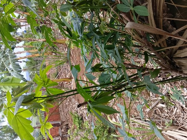 Identificação da planta Mandioca por foto